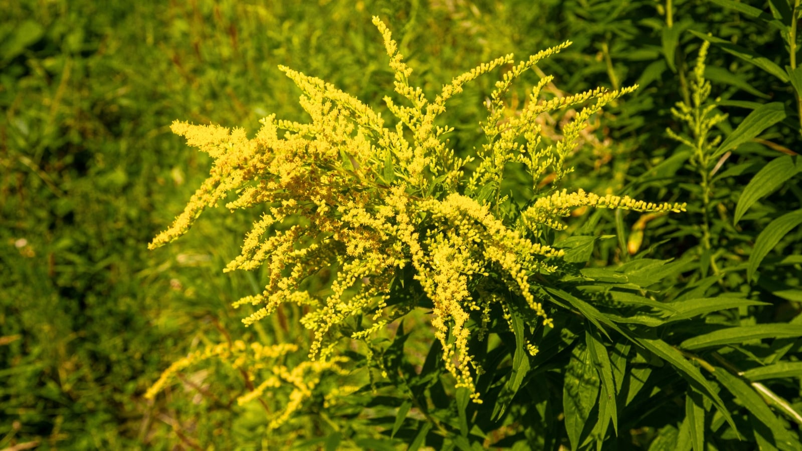 A plume of tiny yellow flowers with a feathery appearance, growing from a stalk with long, narrow green leaves.