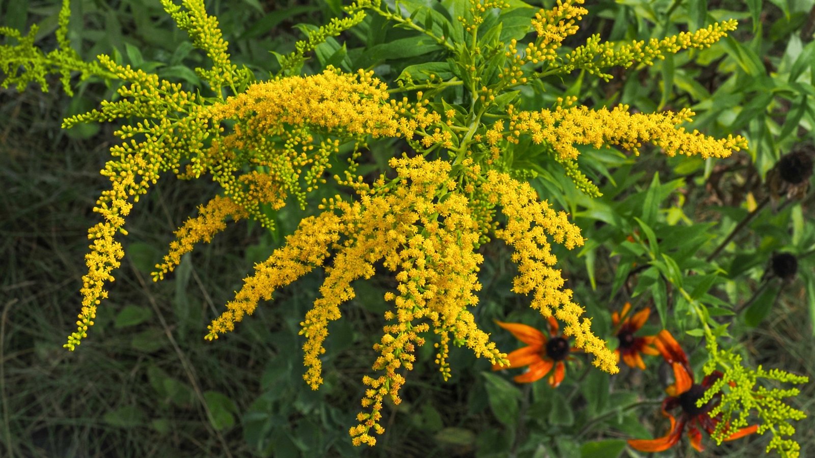 A branching cluster of many tiny, densely packed yellow flowers with thin, wispy petals.
