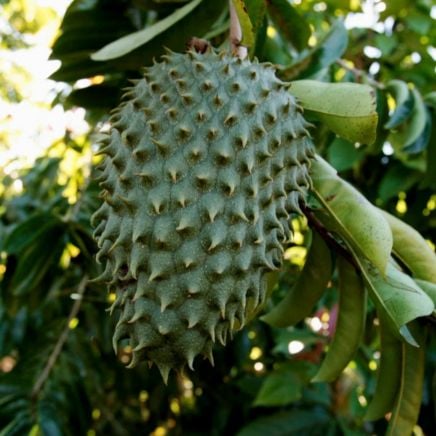 Soursop (Guanabana)