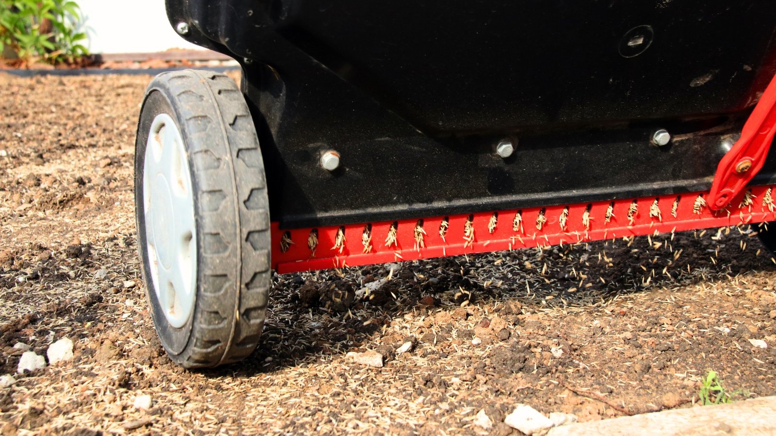 Close-up of a drop lawn spreader releasing tiny green grass seeds evenly over bare soil patches.