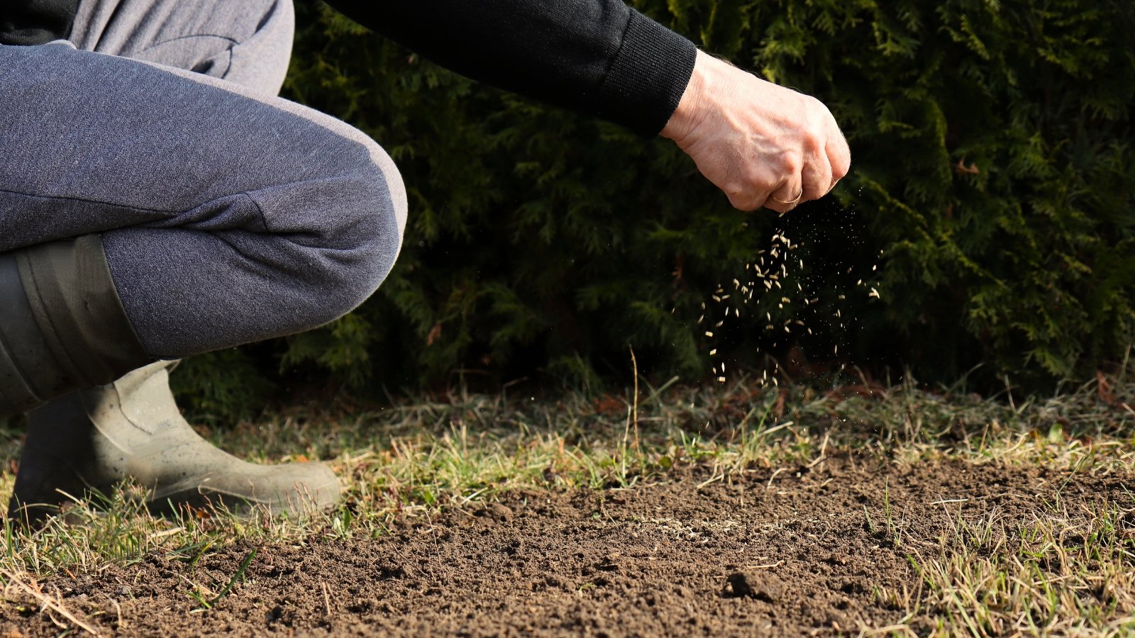 A male gardener wearing rubber boots scatters tiny seeds over bare lawn patches in a garden.