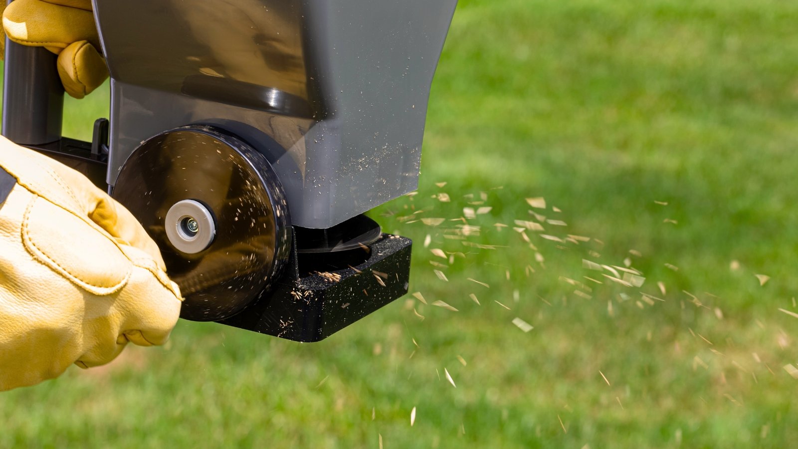 Gardener’s hands in yellow gloves sprinkle cover crop seeds from a handheld spreader over the soil.