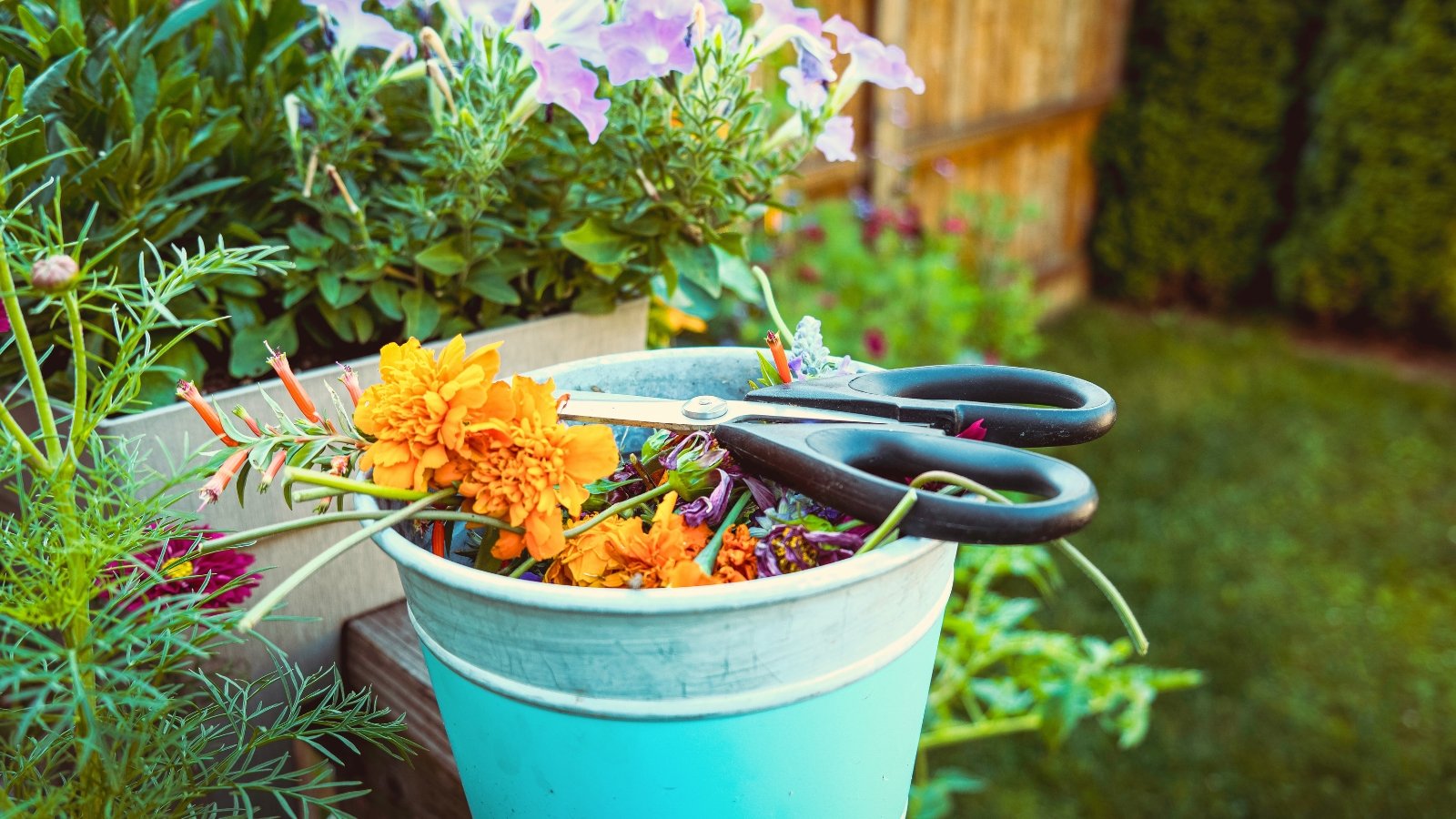 A blue bucket filled with multicolored, dry, spent flower blooms after deadheading sits beside large garden scissors against the backdrop of a blooming garden.