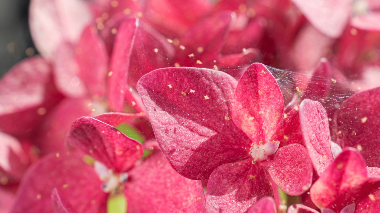 Close-up of tiny spider mites clustered on delicate, rounded pink hydrangea flower petals with visible webbing.