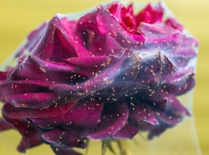 A stem with Spider mites roses with the flower head covered in a white material with insects littered on the surface with a yellow green background