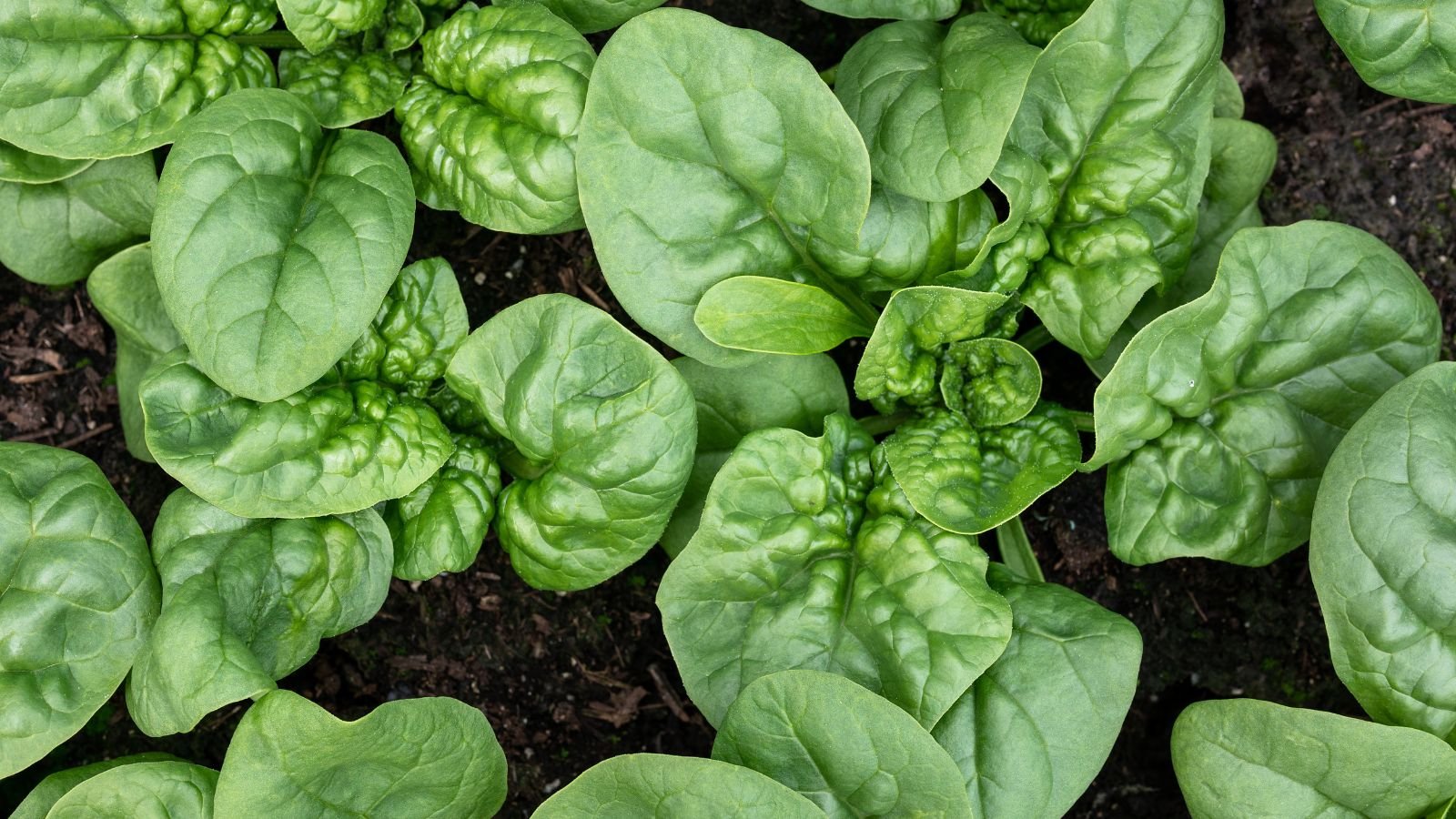 An overhead and close-up shot of dark-green leafy greens of the Spinach Bloomsdale, placed on dark rich soil outdoors