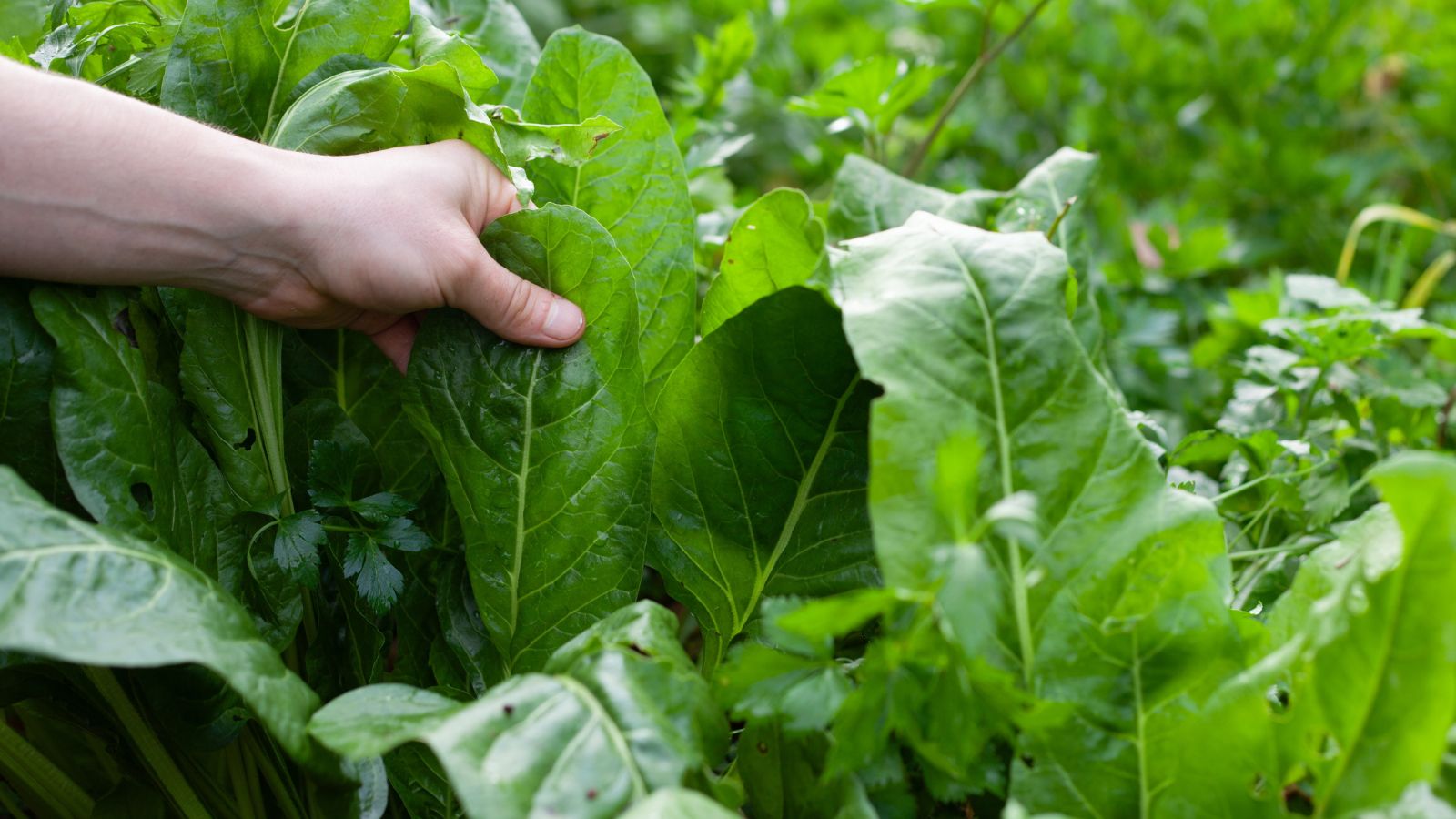 A close-up shot of a person's hand in the process of inspecting large leaves of the 'Giant Noble’ variety of spinach