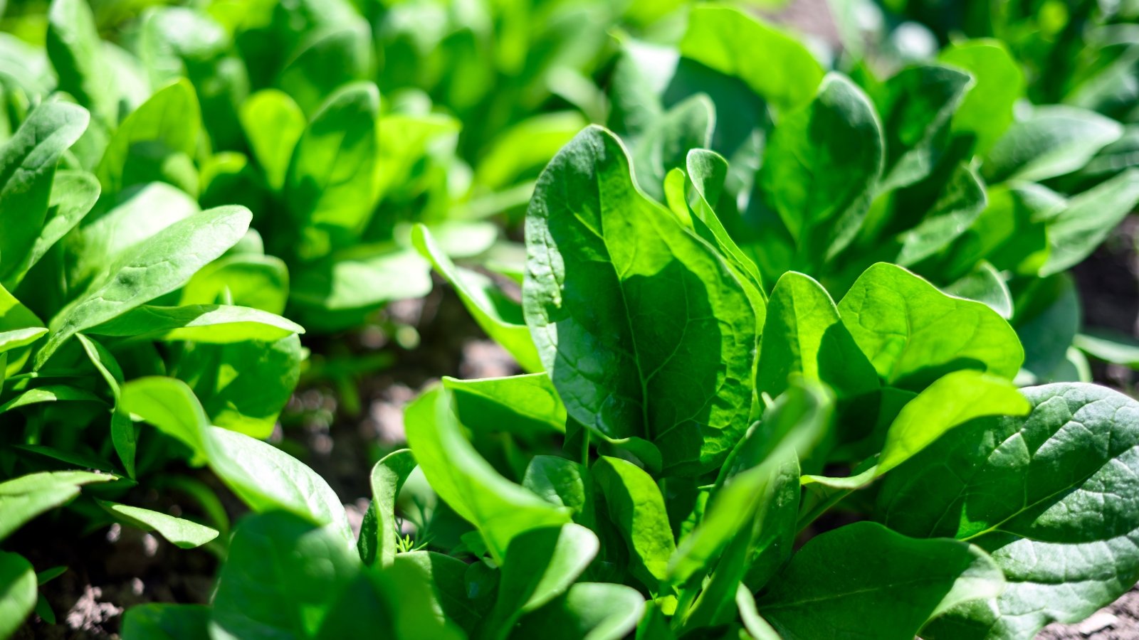 Dense clusters of dark green, smooth to slightly crinkled leaves growing close to the soil in compact rosettes.