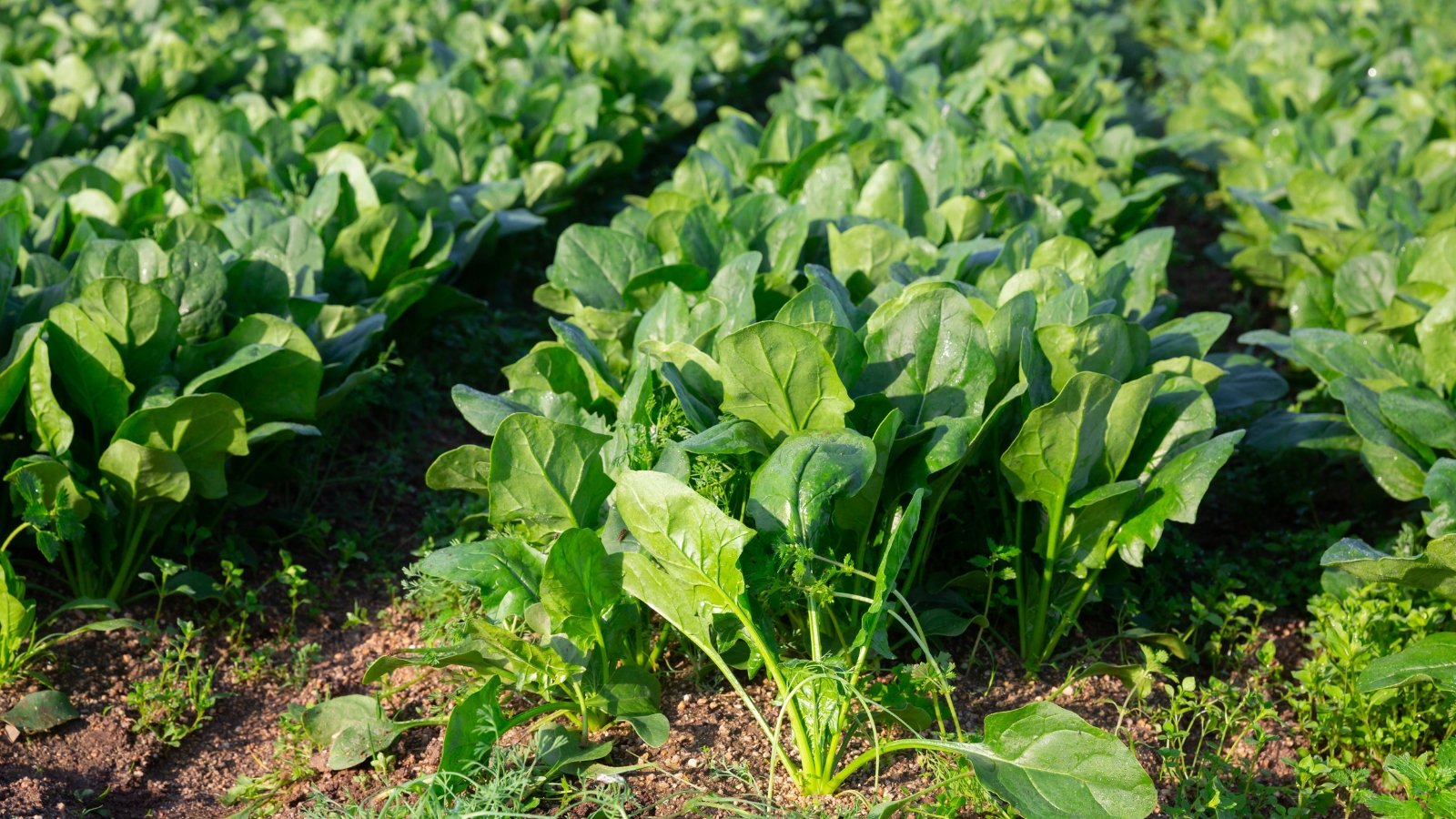 Rows of dark green, tender, slightly crinkled leaves forming dense beds in rich soil.