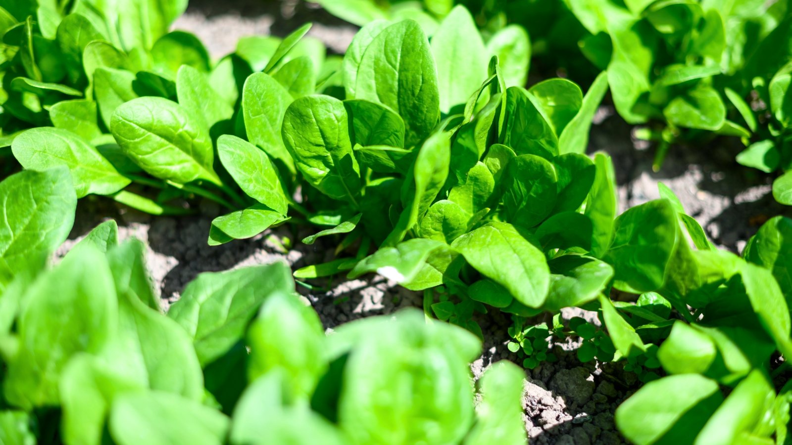 A row of low-growing plants with smooth, slightly curled, light green leaves, cultivated in soil.
