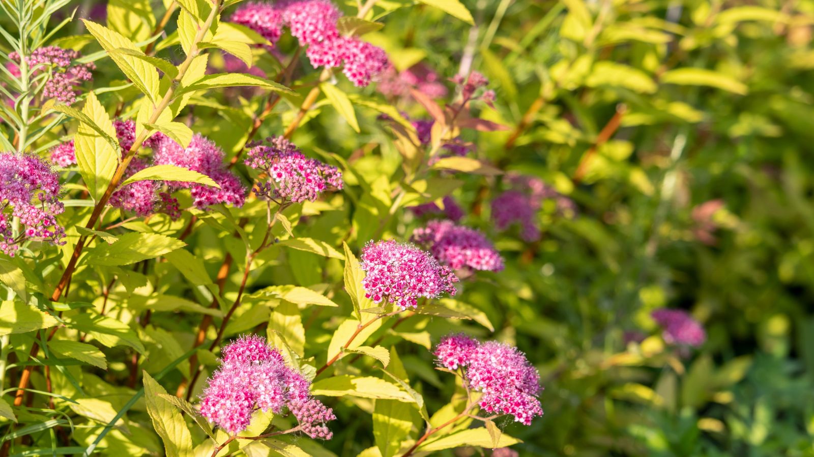 A healthy and lush Spiraea japonica plants appearing to have lush green leaves and clusters of lovely pink blooms