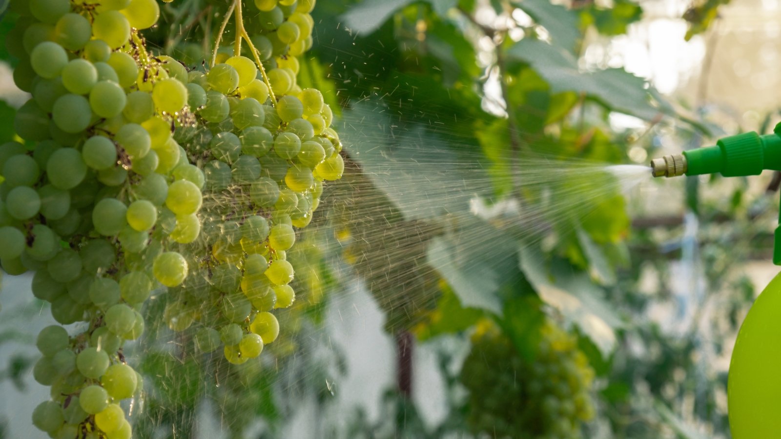 Close-up of a gardener’s hands spraying fungicide from a plastic sprayer onto ripening green grape clusters among broad, lobed leaves on climbing vines.
