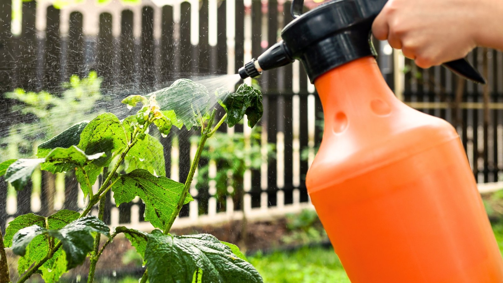 A gardener uses an orange spray bottle to treat a green plant with ants in a sunny garden.