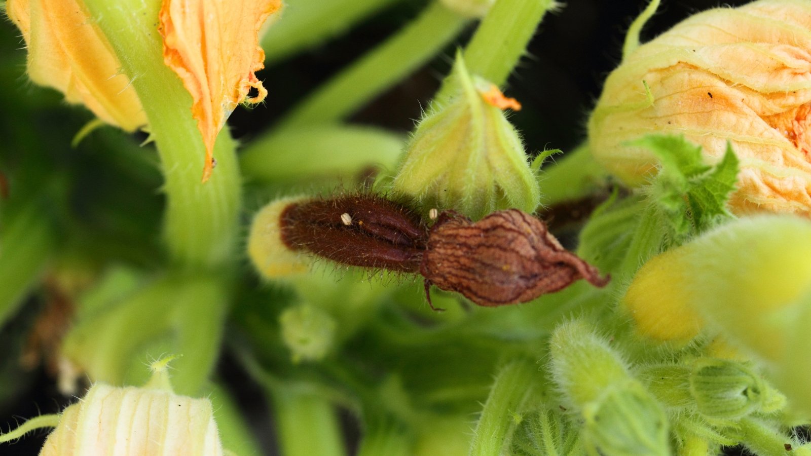 A zucchini shows a withered brown blossom at its tip, beginning to rot against the backdrop of green leaves.