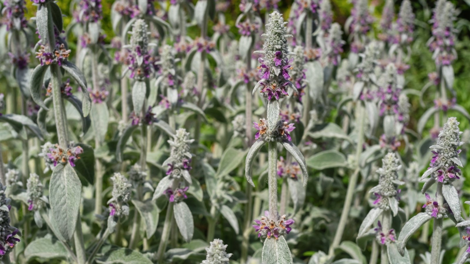 Soft, velvety, silvery-gray leaves forming low mounds, with tall slender flower spikes.