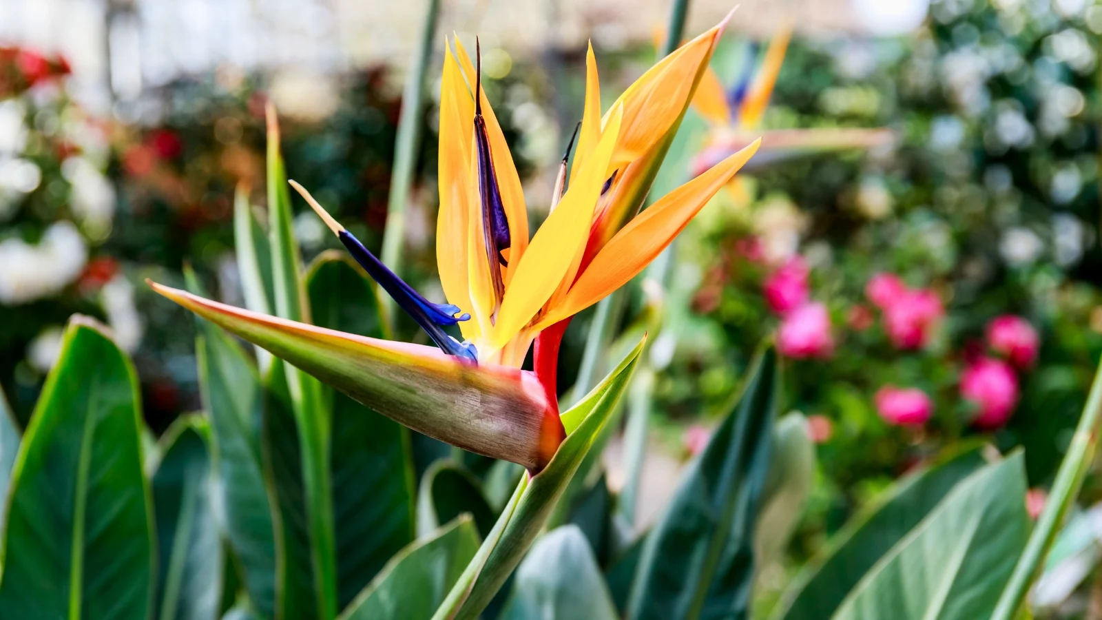 A striking orange and blue flower with spear-like petals emerging from a pointed, green and reddish-brown boat-shaped spathe.