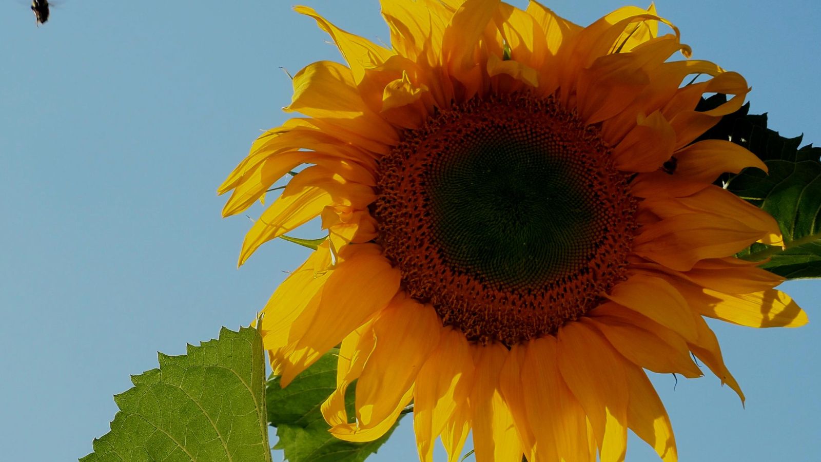 A close-up and base-angle shot of a large vibrant colored flower of the Sunflower ‘Mongolian Giant’, situated in a well lit area outdoors