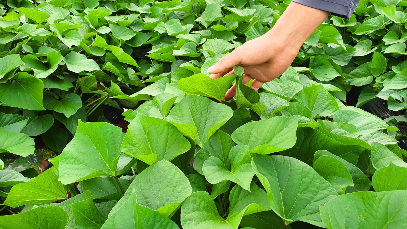 A lush field of sprawling green vines with broad, heart-shaped leaves, as a gardener’s hand gently touches the foliage.
