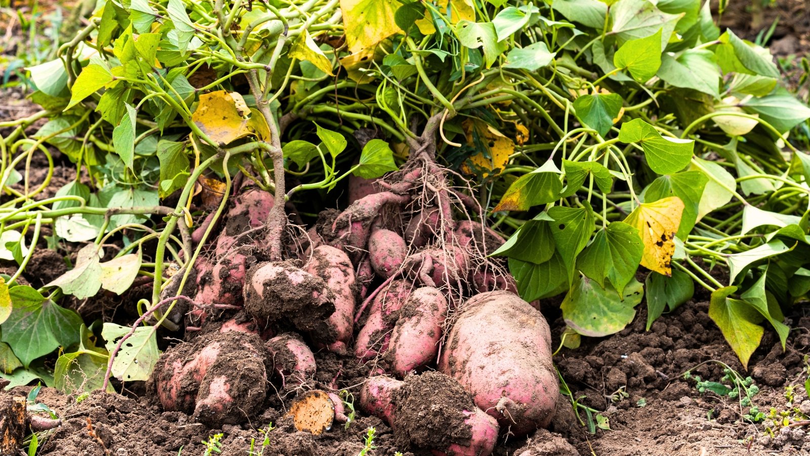 Freshly dug sweet potato plant with clusters of reddish-brown tubers and fading yellow-green foliage lying on loose, dark soil.