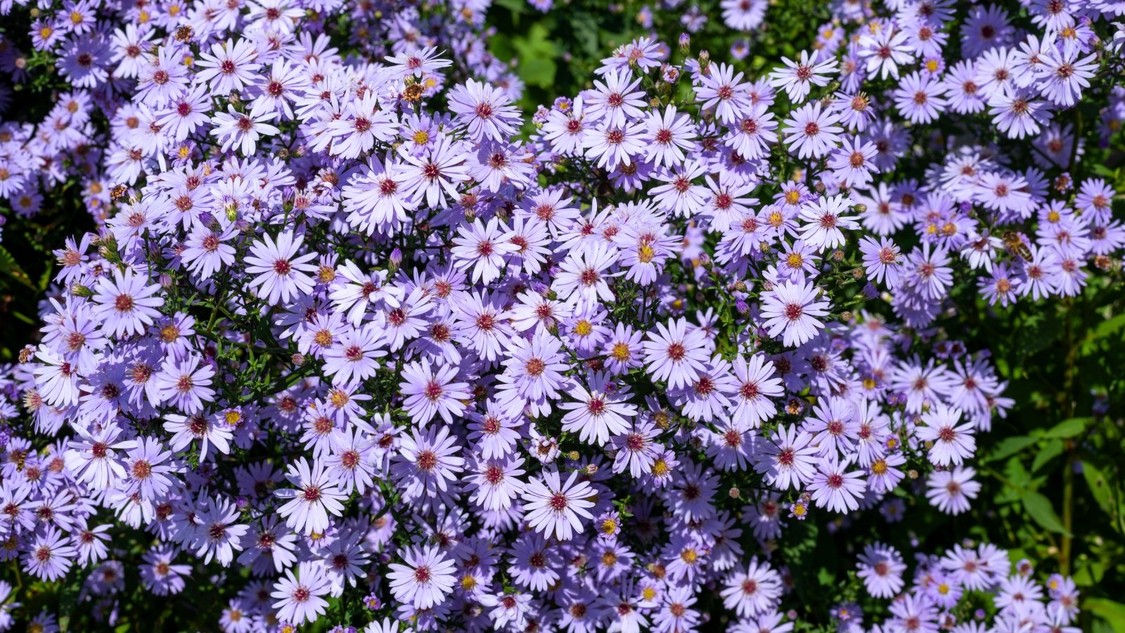 A profusion of small, daisy-like blossoms with pale violet petals and a prominent yellow-orange center.
