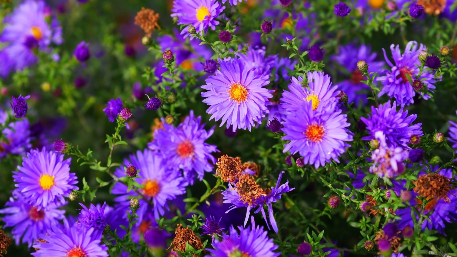 Numerous small, purple flowers with bright yellow centers and slender, fuzzy green stems.