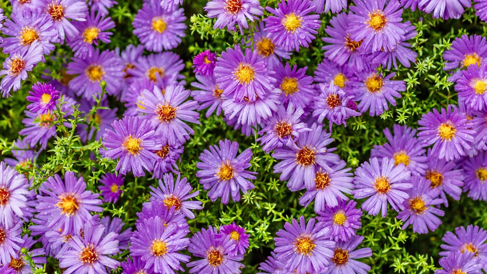 A vibrant field of small purple flowers with ray petals and bright yellow centers, surrounded by thin green foliage.