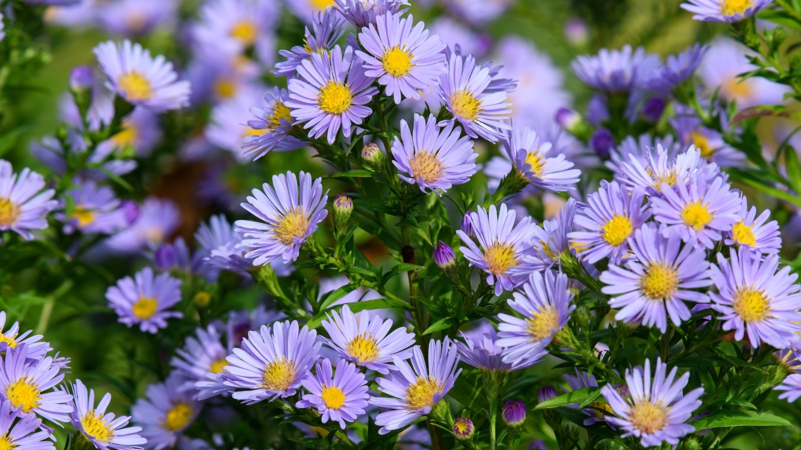 Slender stems with narrow green leaves topped with small, daisy-like purple-blue flowers with yellow centers.