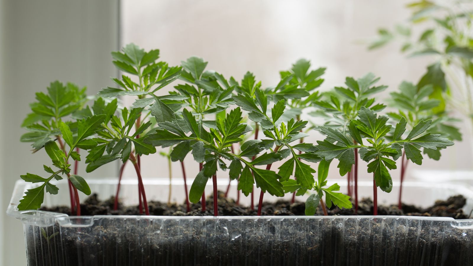 Tagetes lemmonii seedlings in a transparent tray appearing lovely growing on dark brown loamy soil