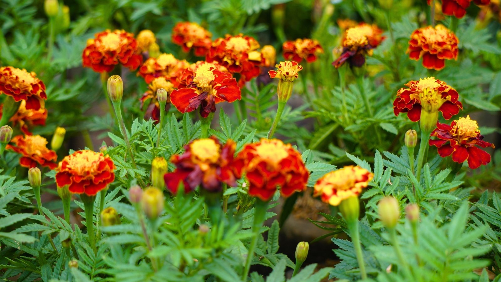 A group of orange-yellow blossoms with maroon-red lower petals and bright yellow centers, growing among feathery, dark green leaves.