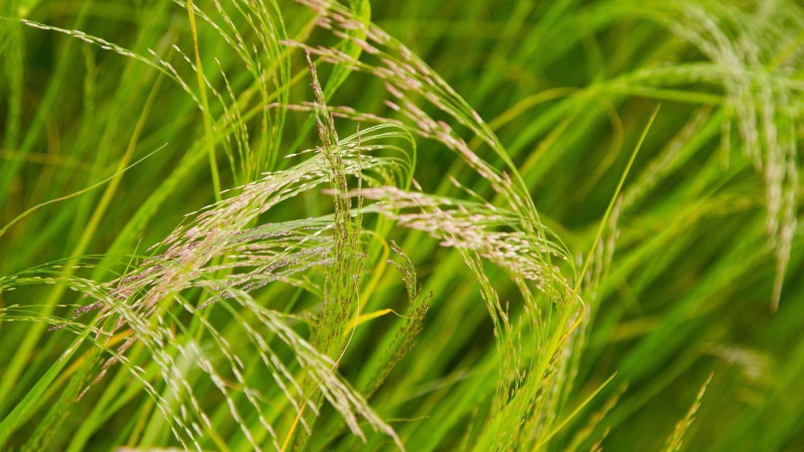 Tiny, delicate green leaves rise from the soil, giving way to fine, feathery panicles of seeds that shimmer in the sunlight with a silky texture.