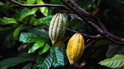 A closeup shot of Theobroma cacao crops appearing to dangle on woody branches surrounded by deep green leaves