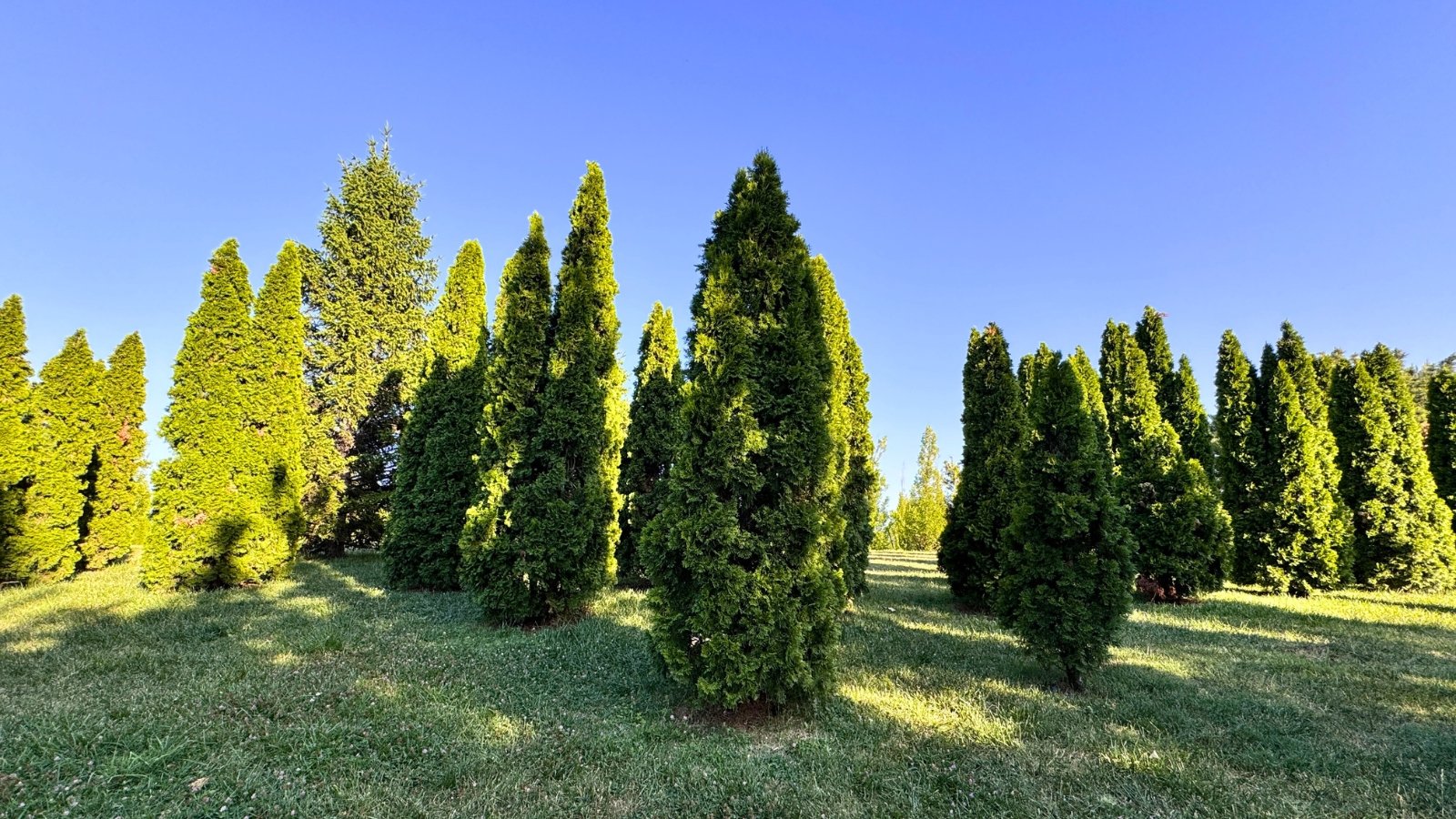 A grove of tall, conical evergreen trees with dense, scale-like foliage that is a vibrant green color.
