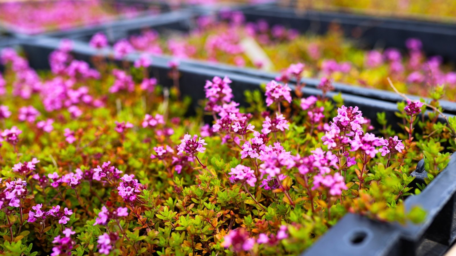 A dense cluster of tiny pinkish-purple blossoms with yellow centers, growing amongst small green leaves.