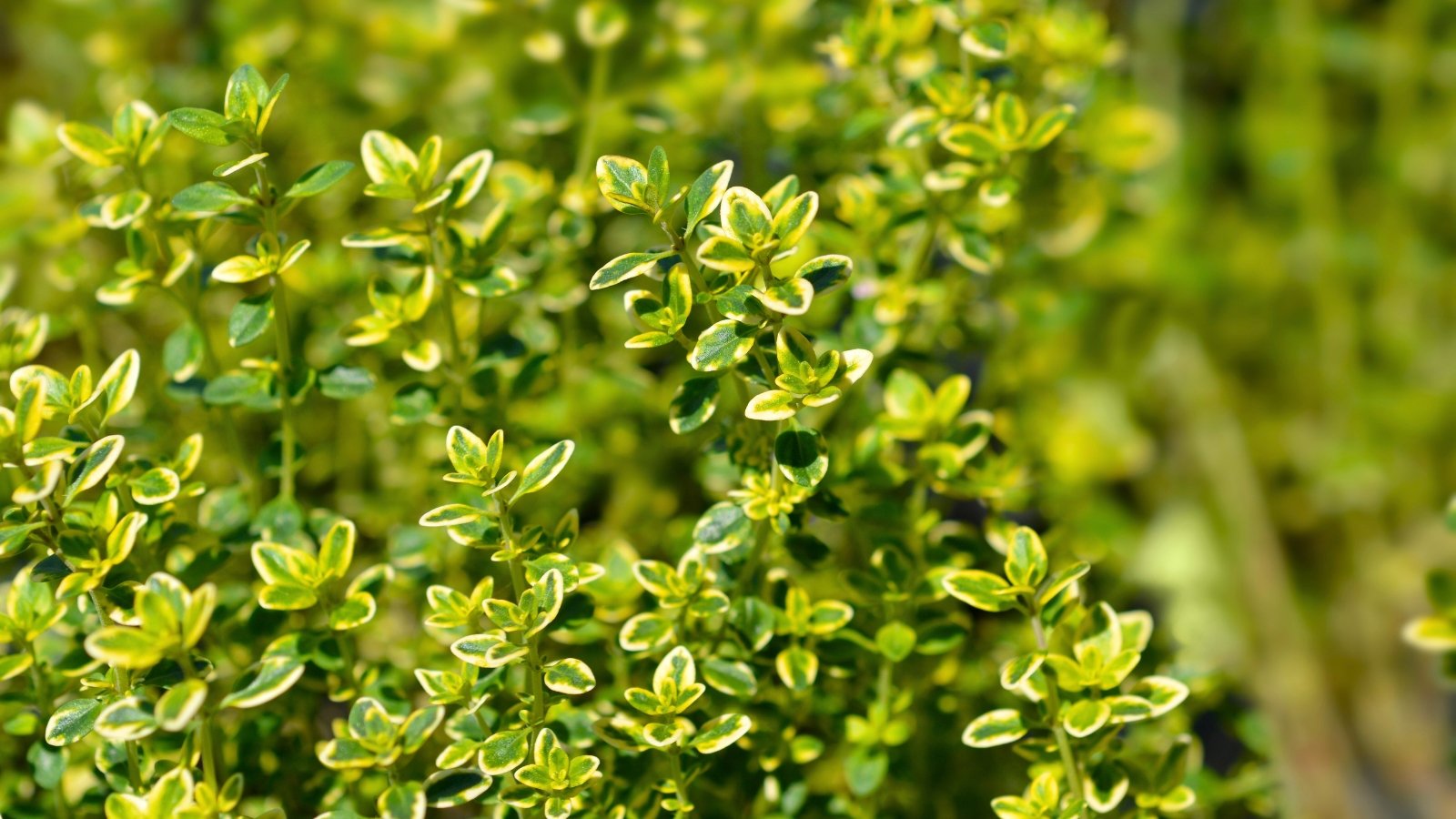 A dense mat of small, variegated green leaves with bright yellow-green edges.