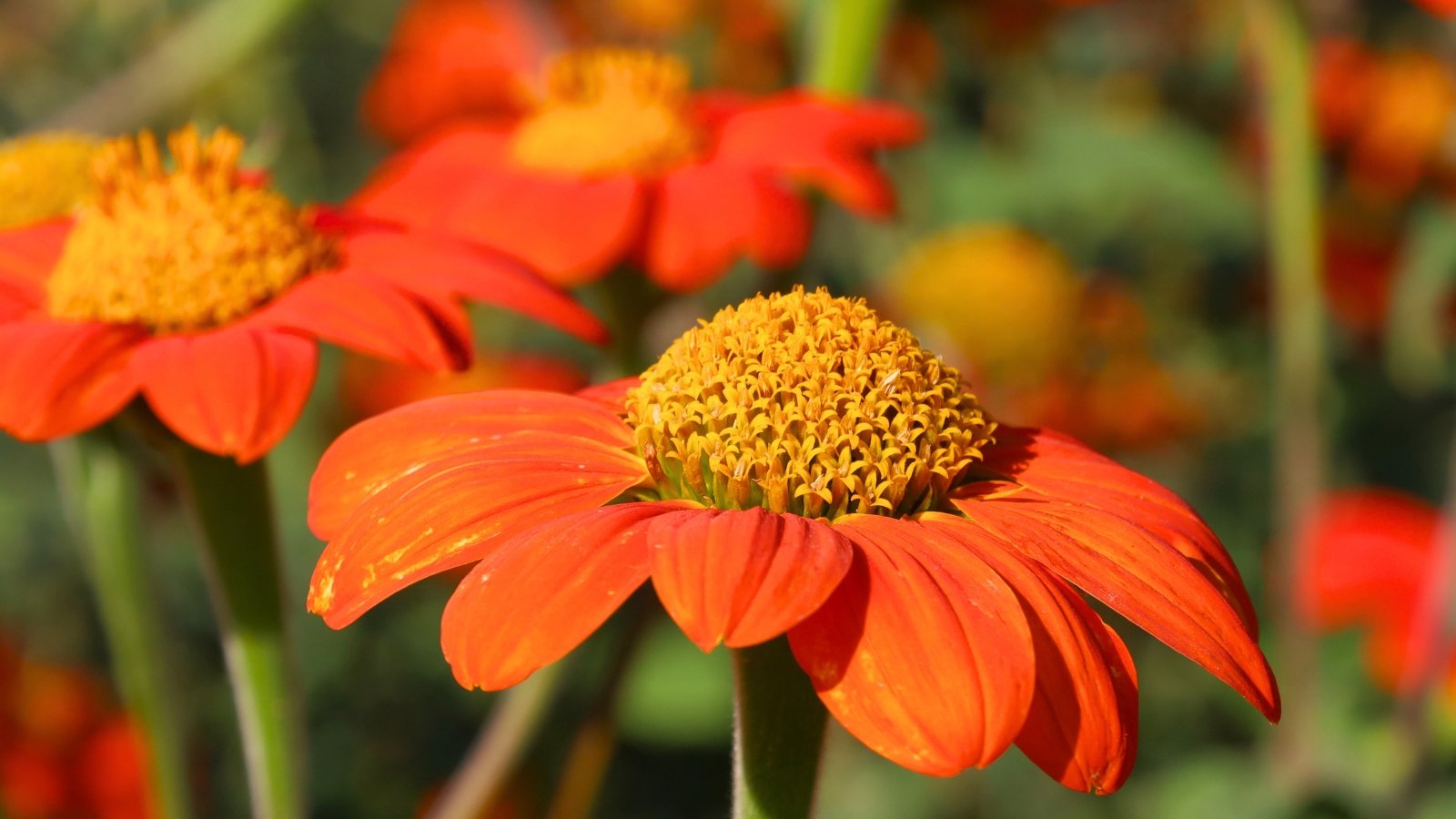 Large, brilliant orange flowers with long, slightly rolled petals and a vibrant yellow-orange, honeycomb-like center.