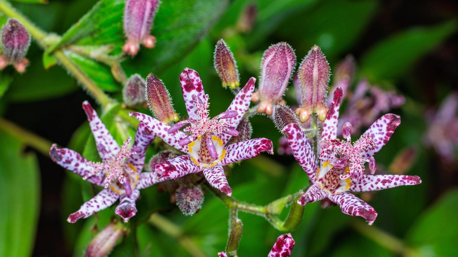 Arching stems with spotted green leaves and nodding, star-shaped purple-spotted flowers.