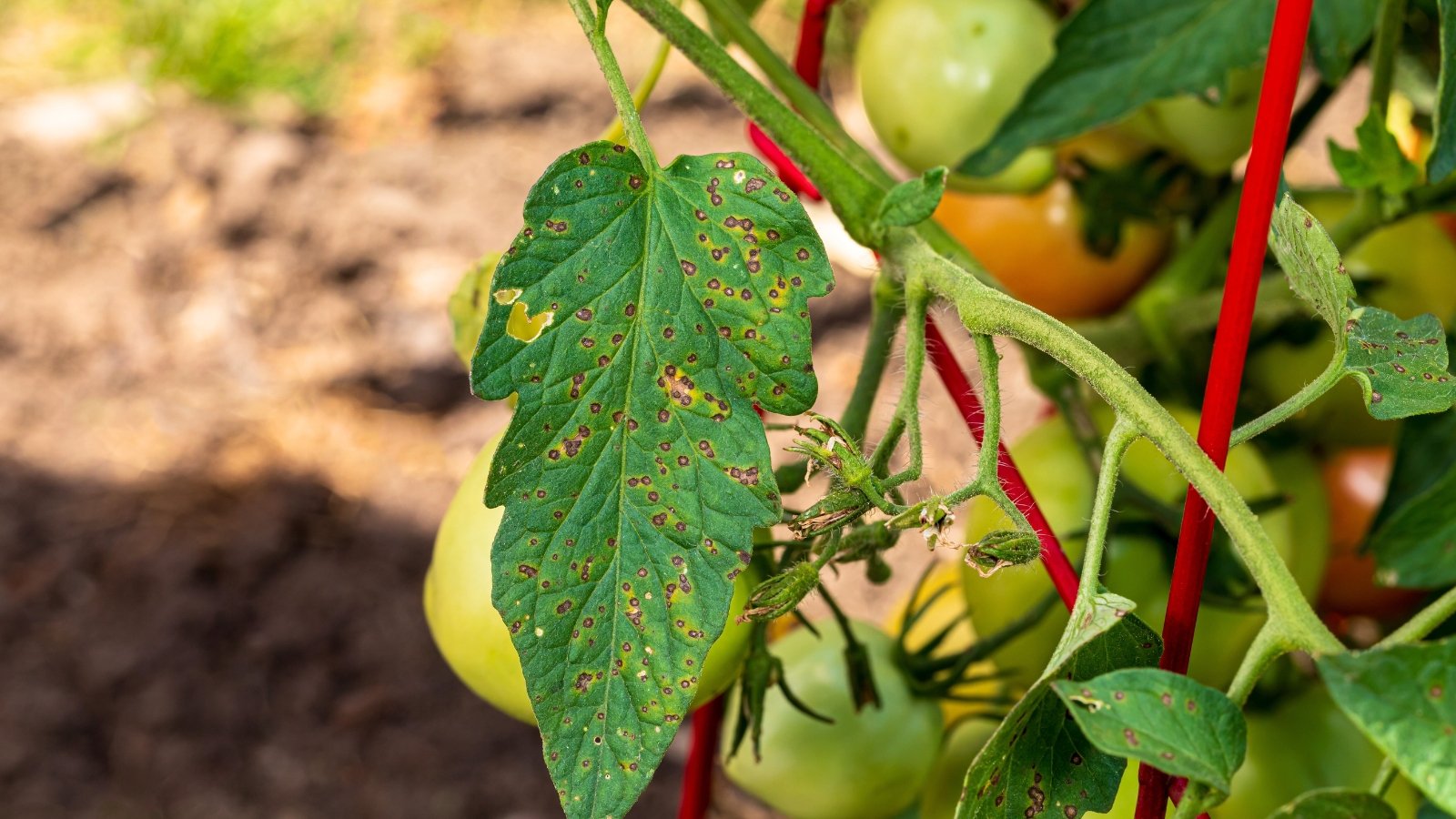 A tomato leaf in the garden shows brown lesions and dark spots scattered across its green surface against a background of clusters of ripening green tomatoes.