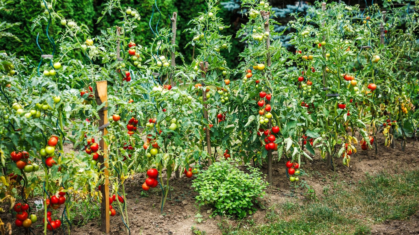 Vegetable garden with rows of tomato plants growing vertically on wooden trellises, bearing green and bright red round fruits among lush foliage.
