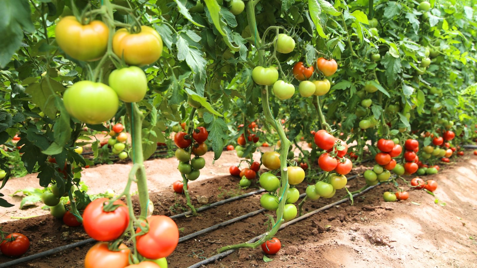 Tall tomato plants with hanging clusters of rounded green and red fruits with trimmed foliage grow in rows with a drip irrigation system installed in the garden.