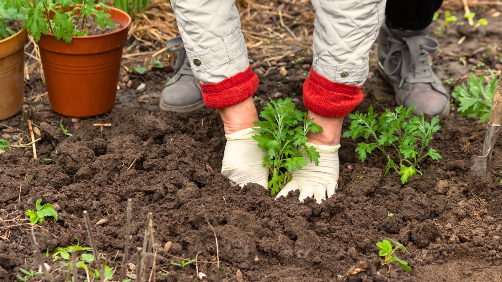 Close-up of a woman wearing white gloves transplanting young chrysanthemum seedlings with small, lobed green leaves on thin stems into loose brown soil in a flower bed.