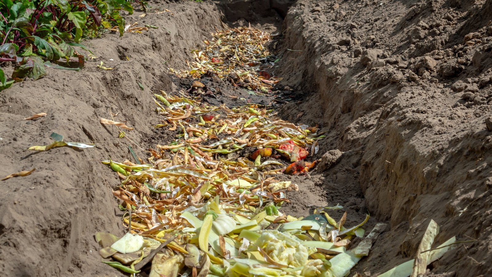A narrow, dug-out trench filled with organic kitchen and garden waste beginning to decompose in soil.
