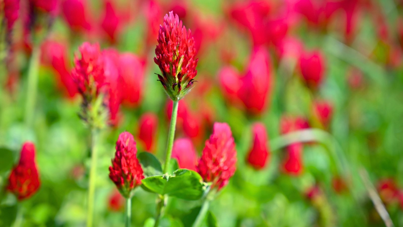 A dense, elongated spike of crimson-red flowers, composed of many small individual florets, rises from a cluster of green foliage.