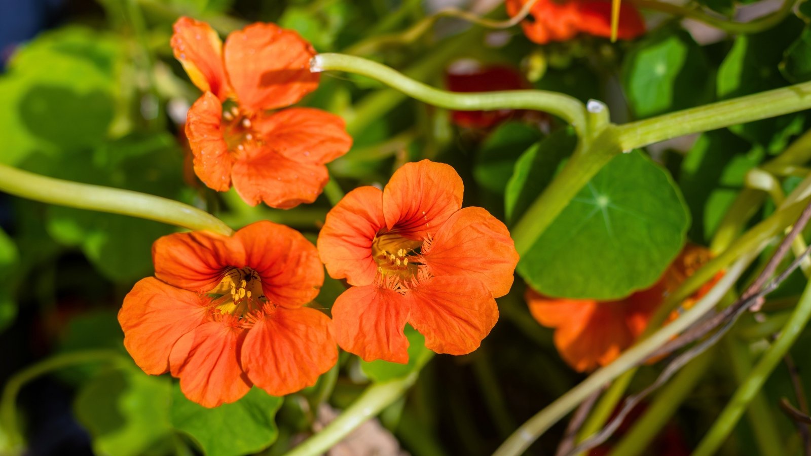 Three vivid orange blossoms, each with five rounded petals and a prominent spur, stand out against a background of lush green leaves.