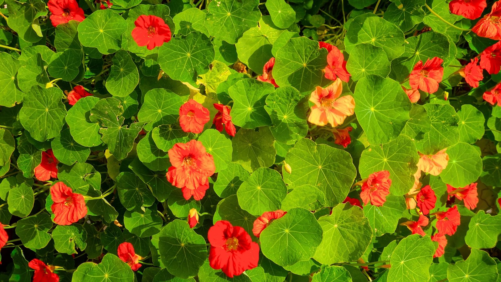 A bright green bed of lily pad-like leaves interspersed with vibrant red and orange flowers, each with five rounded petals.