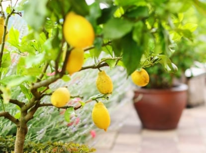 Growing Tropical fruit in containers placed somewhere near a balcony with other potted plants have green leaves, appearing in the background