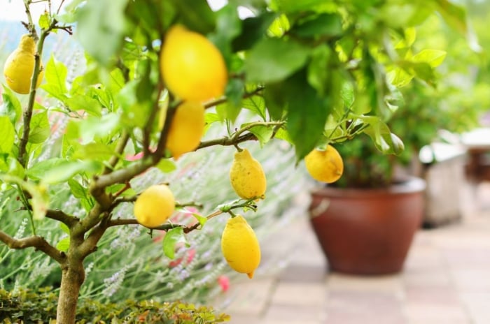 Growing Tropical fruit in containers placed somewhere near a balcony with other potted plants have green leaves, appearing in the background