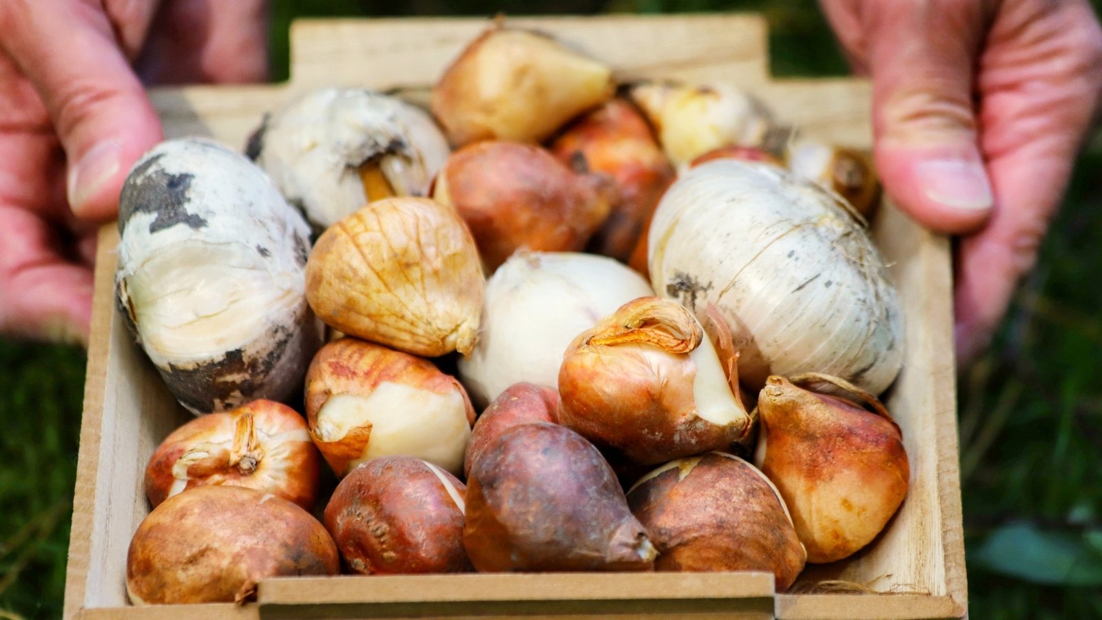 Close-up of male hands holding a wooden box filled with plump tulip and ornamental garlic bulbs with papery skins.
