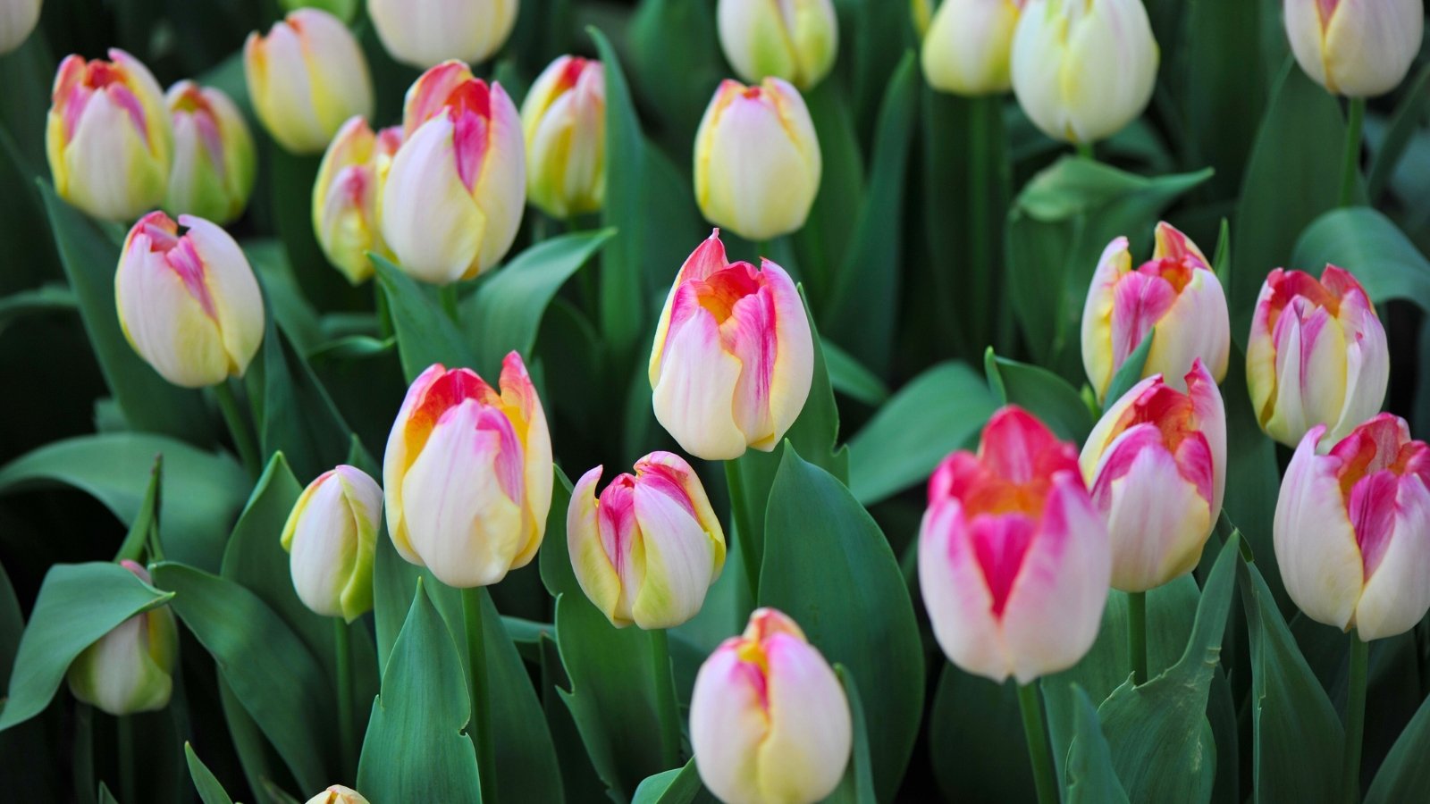 A group of upright, cup-shaped flowers, predominantly white and pale yellow with striking pink edges on the petals, nestled among broad green leaves.