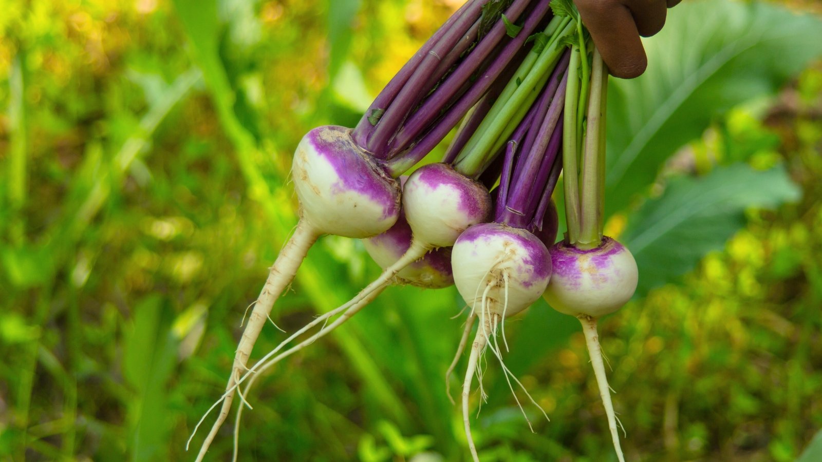 Harvested bunches of round white roots with purple-tinted tops and thick green leaves held together by stems.