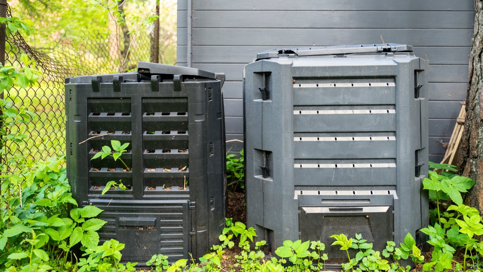 Two plastic compost bins in black and grey stand in the garden near the shed and mesh wire fence.